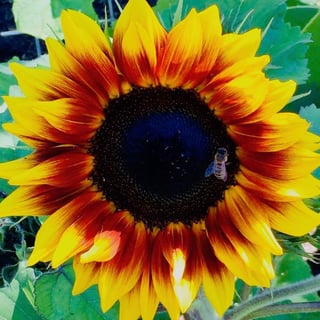 09d828-sunflower